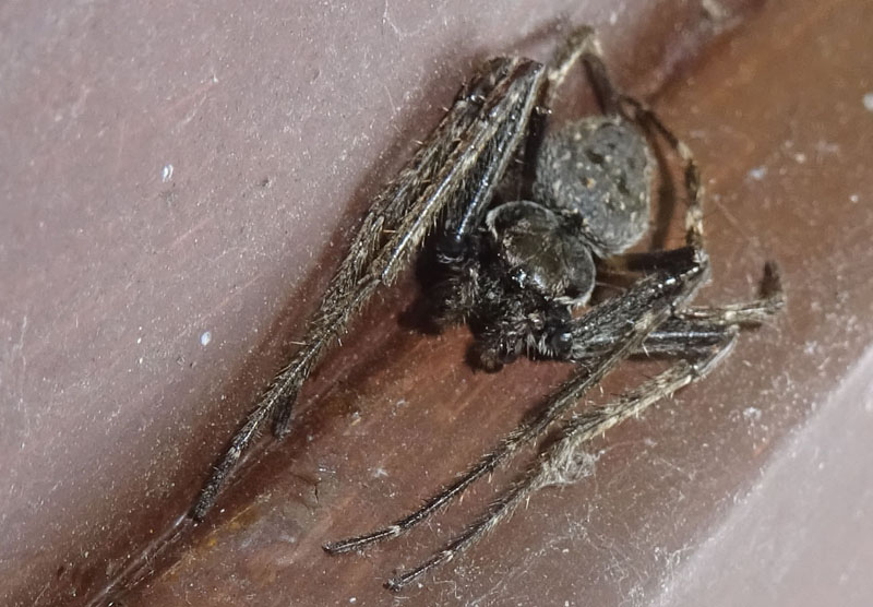 Nuctenea umbratica - Comano Terme (TN)